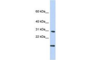 Image no. 1 for anti-Polymerase (RNA) II (DNA Directed) Polypeptide K, 7.0kDa (POLR2K) (N-Term) antibody (ABIN6741037)