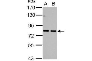 Image no. 5 for anti-Cortactin (CTTN) (N-Term) antibody (ABIN2854674)
