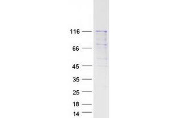 Phospholipase A2, Group IVB (Cytosolic) (PLA2G4B) (Transcript Variant 1) protein (Myc-DYKDDDDK Tag)