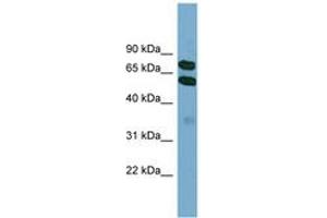 Image no. 1 for anti-Kelch-Like 9 (KLHL9) (AA 395-444) antibody (ABIN6744161)