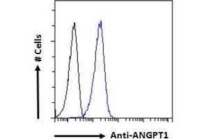 Image no. 3 for anti-Angiopoietin 1 (ANGPT1) (Internal Region) antibody (ABIN768552)