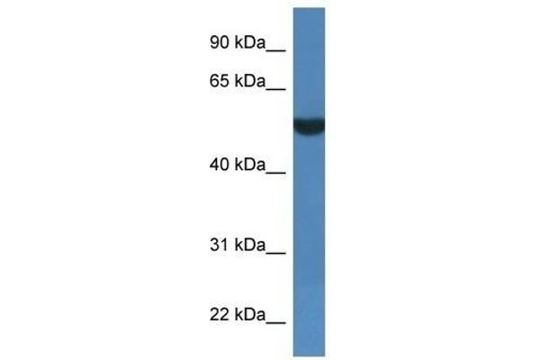 FSD1L anticorps  (C-Term)