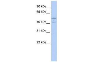 Image no. 1 for anti-Actin-Like 7b (Actl7b) (Middle Region) antibody (ABIN630675)