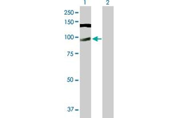 anti-CWC22 Spliceosome-Associated Protein Homolog (CWC22) (AA 1-908) antibody