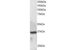 Image no. 1 for anti-Apurinic/Apyrimidinic Endonuclease 1 (APEX1) (N-Term) antibody (ABIN184704)