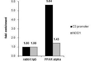 Image no. 1 for anti-Peroxisome Proliferator-Activated Receptor alpha (PPARA) (N-Term) antibody (ABIN2854934)