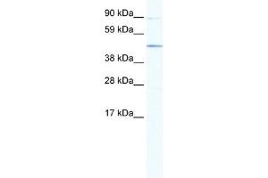 Image no. 1 for anti-ECSIT (ECSIT) (Middle Region) antibody (ABIN925837)