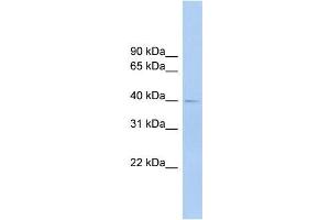 Image no. 1 for anti-Fc Receptor-Like A (FCRLA) (C-Term), (Isoform 9), (Middle Region) antibody (ABIN1107204)