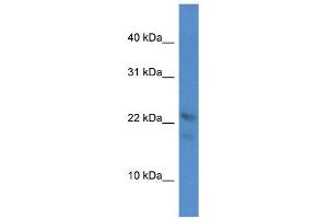 Image no. 1 for anti-Olfactory Marker Protein (OMP) (C-Term) antibody (ABIN2786828)