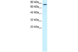Image no. 1 for anti-Kinesin Family Member 3B (KIF3B) (C-Term) antibody (ABIN1107970)