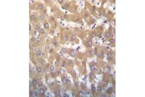 Image no. 1 for anti-Lysine (K)-Specific Demethylase 5A (KDM5A) (AA 1608-1641), (C-Term) antibody (ABIN952968)