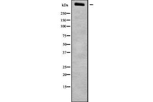 Image no. 1 for anti-Low Density Lipoprotein Receptor-Related Protein 1B (LRP1B) (N-Term) antibody (ABIN6263005)