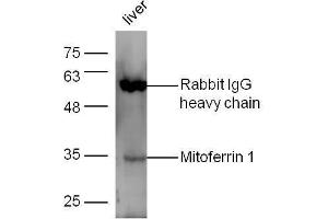 Image no. 1 for anti-Solute Carrier Family 25, Member 37 (SLC25A37) antibody (ABIN1386145)