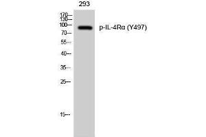 Image no. 1 for anti-Interleukin 4 Receptor (IL4R) (pTyr497) antibody (ABIN3182448)
