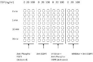 Image no. 1 for Epidermal Growth Factor Receptor (EGFR) ELISA Kit (ABIN1981821)