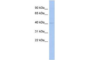 Image no. 1 for anti-Male-Specific Lethal 3 Homolog (MSL3) (Middle Region) antibody (ABIN2777617)