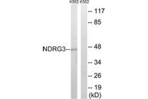 Image no. 1 for anti-NDRG Family Member 3 (NDRG3) (AA 206-255) antibody (ABIN1535216)