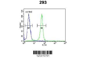 Image no. 1 for anti-RRS1 Ribosome Biogenesis Regulator (RRS1) (AA 336-365), (C-Term) antibody (ABIN650939)