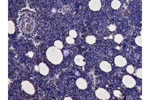 ABIN184728 (3µg/ml) staining of paraffin embedded Human Bone Marrow.
