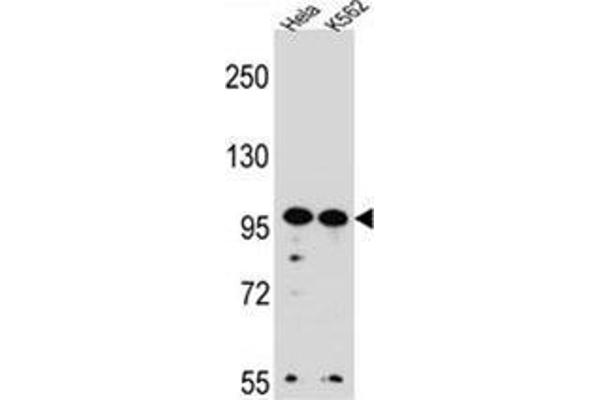 anti-WD Repeat Domain 3 (WDR3) (AA 207-236), (N-Term) antibody