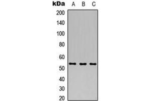 Western blot analysis of ARHGEF9 expression in HEK293T (A), Raw264.