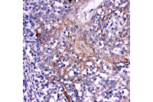 Image no. 1 for anti-Natural Killer Cell Receptor 2B4 (CD244) (AA 357-370), (C-Term) antibody (ABIN3044068)