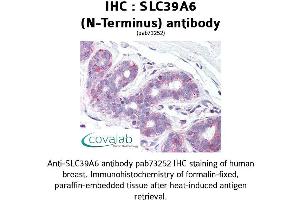 Image no. 1 for anti-Solute Carrier Family 39 (Zinc Transporter), Member 6 (SLC39A6) (N-Term) antibody (ABIN1739378)