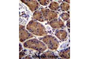 Image no. 1 for anti-Aspartate beta-Hydroxylase (ASPH) (AA 301-331), (Middle Region) antibody (ABIN950540)