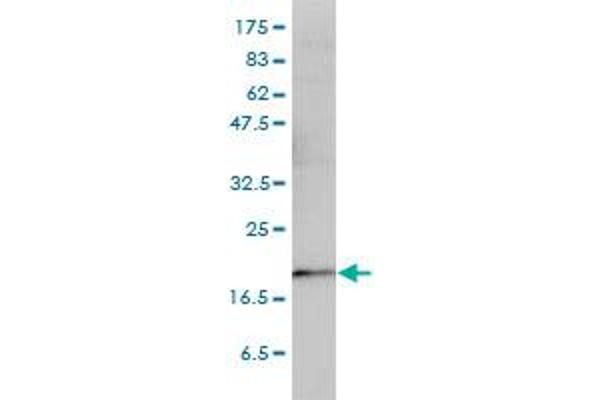 PTGES3 antibody  (AA 1-160)