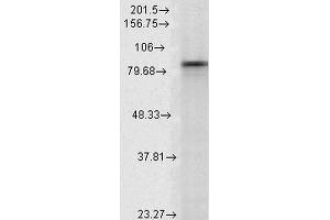 Image no. 2 for anti-Heat Shock Protein 90kDa alpha (Cytosolic), Class A Member 2 (HSP90AA2) (AA 604-731) antibody (ABIN361714)