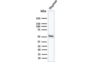 Image no. 1 for anti-Keratin 15 (KRT15) antibody (ABIN6939914)