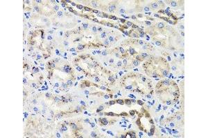 HSD11B2 antibody