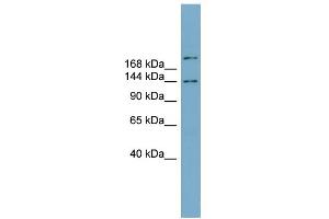 Image no. 1 for anti-Mitogen-Activated Protein Kinase Binding Protein 1 (MAPKBP1) (N-Term) antibody (ABIN2774100)