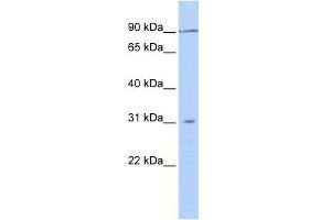 Image no. 1 for anti-Transmembrane Protein 146 (TMEM146) (N-Term) antibody (ABIN635627)