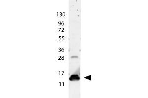 Image no. 1 for anti-Interleukin 9 (IL9) antibody (ABIN964759)