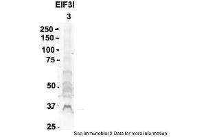 Image no. 1 for anti-Eukaryotic Translation Initiation Factor 3, Subunit I (EIF3I) (C-Term) antibody (ABIN2789974)