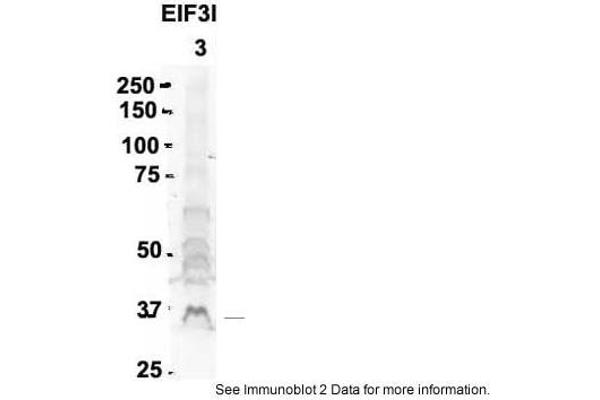 anti-Eukaryotic Translation Initiation Factor 3, Subunit I (EIF3I) (C-Term) antibody