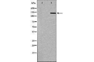 Image no. 1 for anti-Interleukin 16 (IL16) (C-Term) antibody (ABIN6262536)