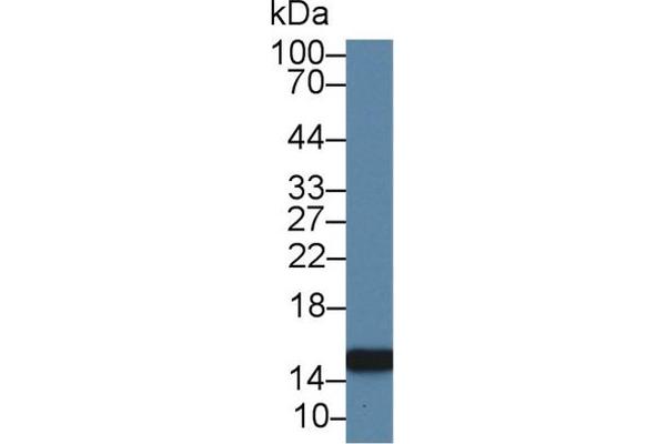 PFN2 antibody  (AA 5-140)