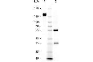 SDS-PAGE (SDS) image for Goat anti-Rabbit IgG (Heavy & Light Chain) antibody - Preadsorbed (ABIN102001)