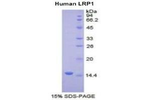 Image no. 1 for Low Density Lipoprotein Receptor-Related Protein 1 (LRP1) (AA 4441-4544) protein (His tag) (ABIN1980879)