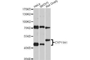 Image no. 3 for anti-Cytochrome P450, Family 11, Subfamily A, Polypeptide 1 (CYP11A1) antibody (ABIN1512804)