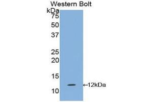 Anti Il1r1 Antibody 1 8 Product No Abin