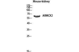 Image no. 2 for anti-Armadillo Repeat Containing, X-Linked 2 (ARMCX2) (Internal Region) antibody (ABIN3183371)