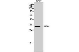 Image no. 1 for anti-MAS-Related GPR, Member X4 (MRGPRX4) (C-Term) antibody (ABIN3185635)