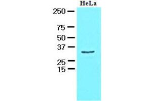 Image no. 2 for anti-HCLS1 Associated Protein X-1 (HAX1) (AA 1-279), (N-Term) antibody (ABIN400856)