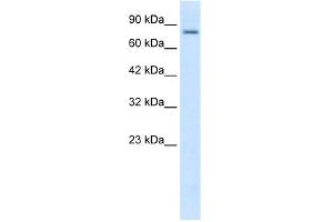KCNN3 Antikörper  (C-Term)