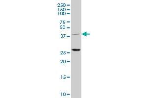 Image no. 2 for anti-Tripartite Motif Containing 63 (TRIM63) (AA 254-352) antibody (ABIN566579)