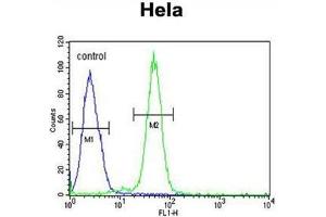 AGXT2 Antibody (C-term) flow cytometric analysis of Hela cells (right histogram) compared to a negative control cell (left histogram).