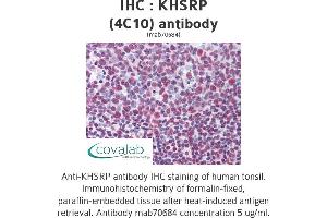 Image no. 1 for anti-KH-Type Splicing Regulatory Protein (KHSRP) (AA 151-240) antibody (ABIN1723541)